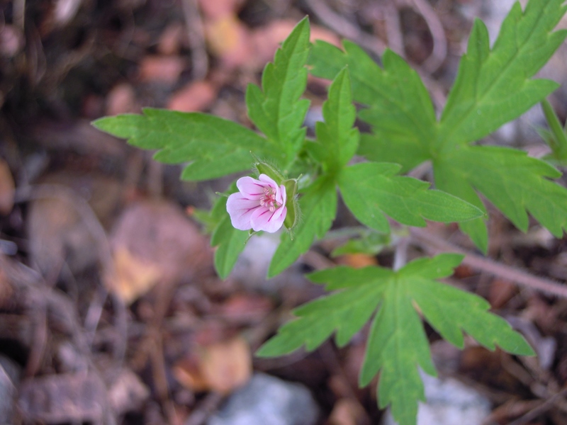 Geranium sibiricum / Geranio di Siberia